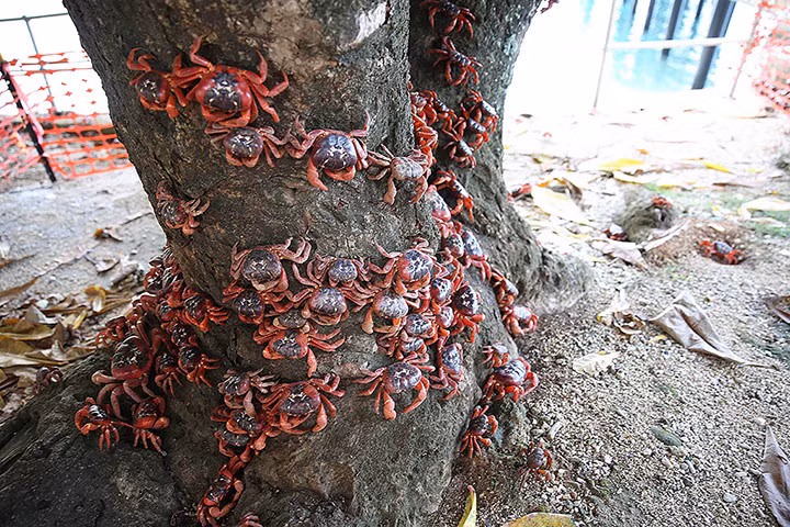 Những con cua đỏ đậu trên gốc cây trong mùa di cư trên đảo Giáng sinh Australia.