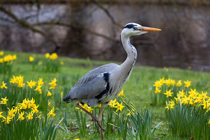 Chim diệc đi giữa những khóm hoa thủy tiên trong công viên Regent's Park, London, Anh.