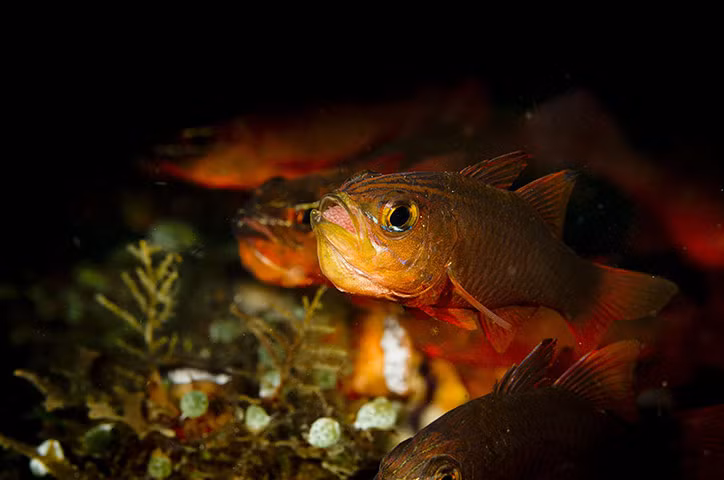Cá đỏ ấp trứng trong miệng ở ngoài khơi Lembeh, Indonesia.