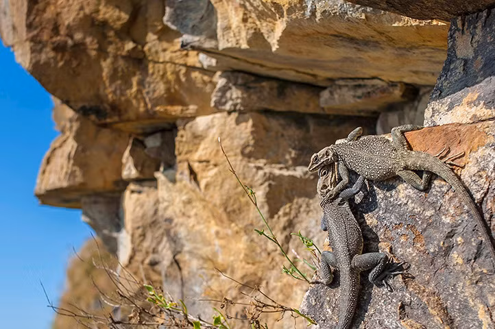 Cặp kỳ nhông nằm phơi nắng cùng nhau ở Pangot, Ấn Độ.