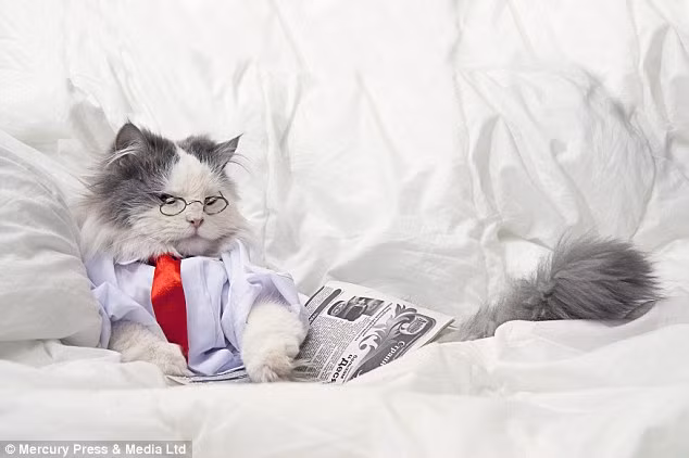 Sau một ngày làm việc vất vả, chú mèo nằm tranh thủ đọc báo để cập nhật tin tức.