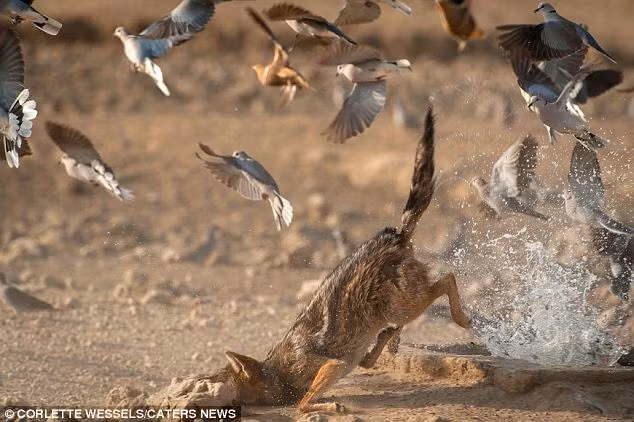 Ngược lại, nó vấp ngã dúi dụi.