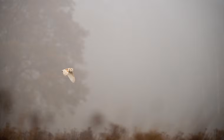 Chim cú bay trong sương sớm ở Norfolk, Anh.