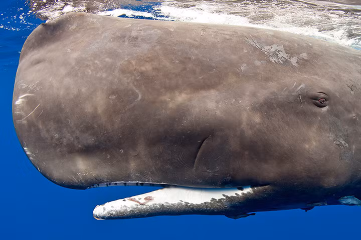Cận cảnh một con cá nhà táng bơi ngoài khơi bờ biển CH Dominica.