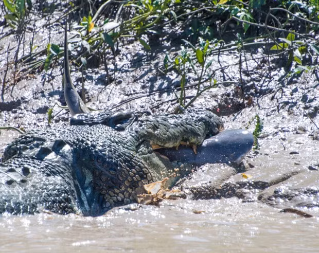 Cá sấu bắt đầu ăn thịt con mồi trước sự chứng kiến của khách du lịch.