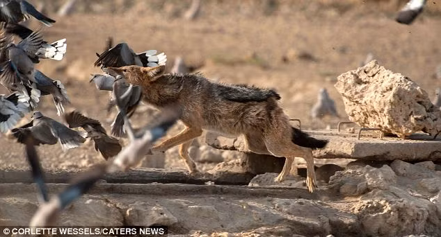 Đàn gà gô bay tán loạn tránh hai con chó rừng