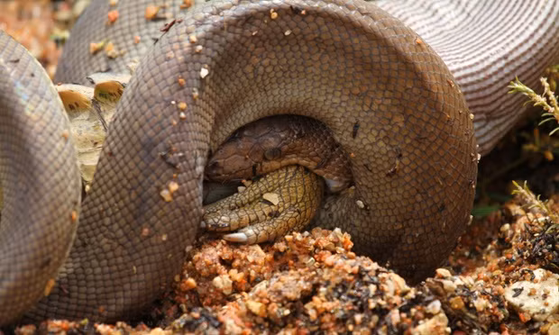 Cảnh tượng trăn nuốt chửng cả một con cá sấu dưới hồ Moondarra ở Queensland, Australia.