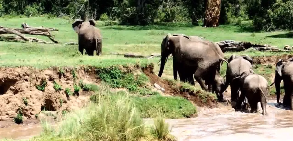 Đàn voi tiếp tục hành trình của chúng sau khi vượt sông an toàn.
