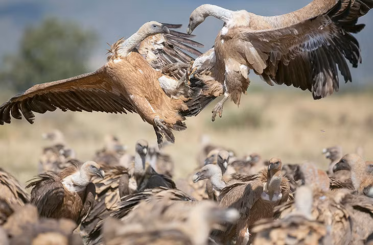 Một cặp kền kền Griffon không chiến tranh thức ăn ở Sierra de Guara, Huesca, Aragon, Tây Ban Nha.