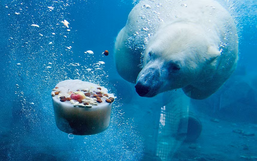 Gấu Bắc Cực lặn xuống nước để ăn cá và trái cây đóng băng trong vườn thú ở Hanover, Đức.
