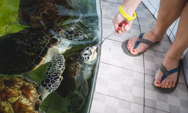 Khách du lịch cho rùa biển ăn tại một trung tâm bảo tồn ở Serangan, Bali, Indonesia.