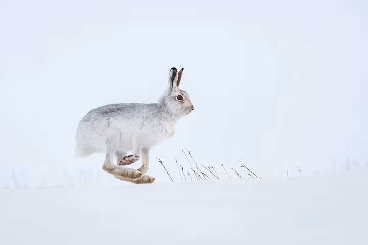 Thỏ rừng nhảy trên tuyết trong vườn quốc gia Cairngorms, Scotland.