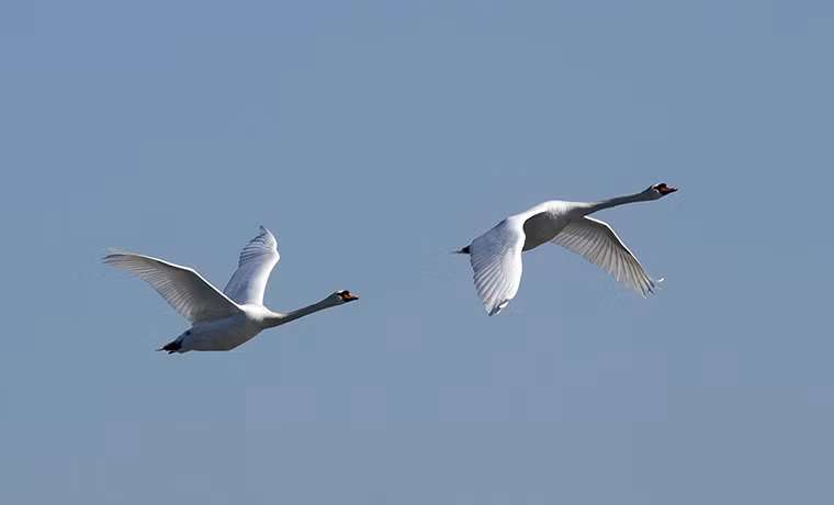 Một cặp thiên nga bay gần đảo City ở New York, Mỹ.