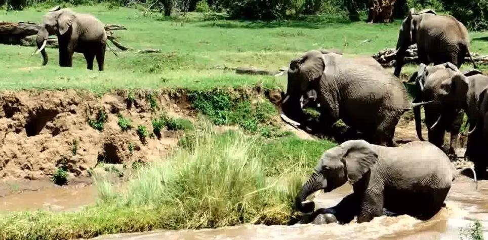 Voi con gần như chìm trong nước, khi voi mẹ vẫn nỗ lực níu giữ nó trước dòng nước chảy mạnh.