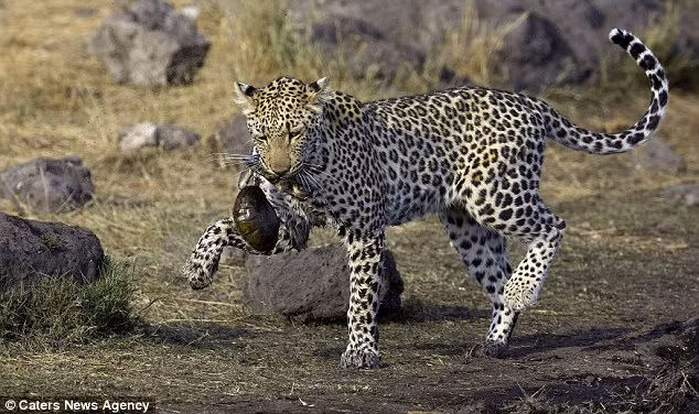 Báo gấm rất ít khi tấn công những loài dưới nước, trừ trường hợp chúng quá đói.