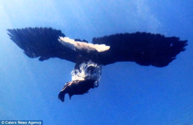 Khoảnh khắc đại bàng lao xuống và bắt cá từ dưới nước được nhiếp ảnh gia Amos Nachoum ghi lại ở đồng bằng Okavango, Botswana.