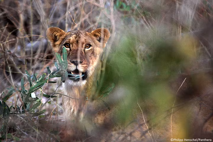 Một con sư tử châu Phi nhìn ra ngoài bụi cây trong khu bảo tồn động vật hoang dã Yankari, Nigeria.