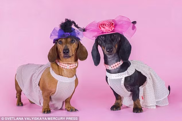 Cô Valyiskaya cho biết rất thích tự thiết kế váy, mũ, áo và phụ kiện cho các thú cưng của mình.