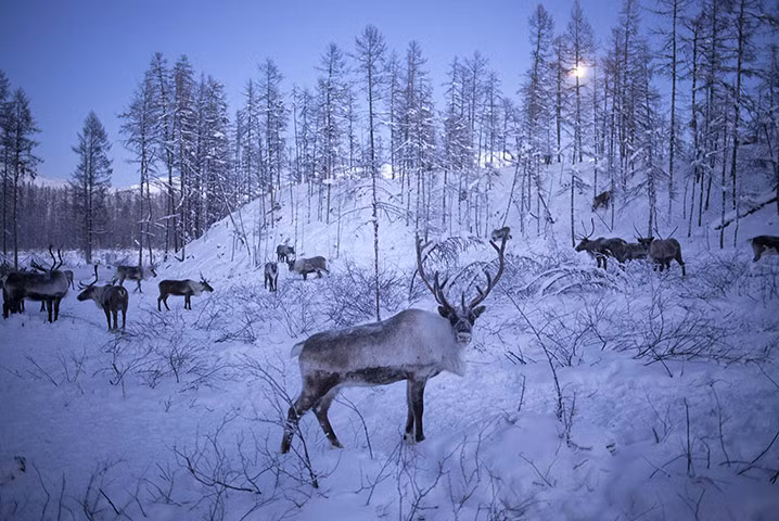 Trăng lên trên những ngọn cây khi đàn tuần lộc trở về nhà ở Siberia, Nga.