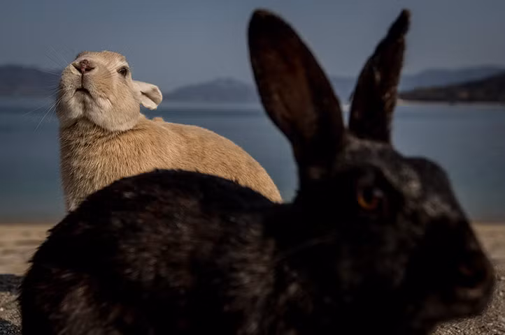 Những con thỏ chạy nhảy trên bãi biển ở đảo Okunoshima, Takehara, Nhật Bản.