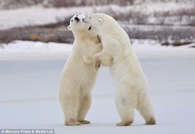 Churchill là vùng nổi tiếng số lượng gấu Bắc Cực đang sinh sống tại đây. Khu vực này còn được gọi là thủ đô của gấu Bắc Cực trên thế giới.