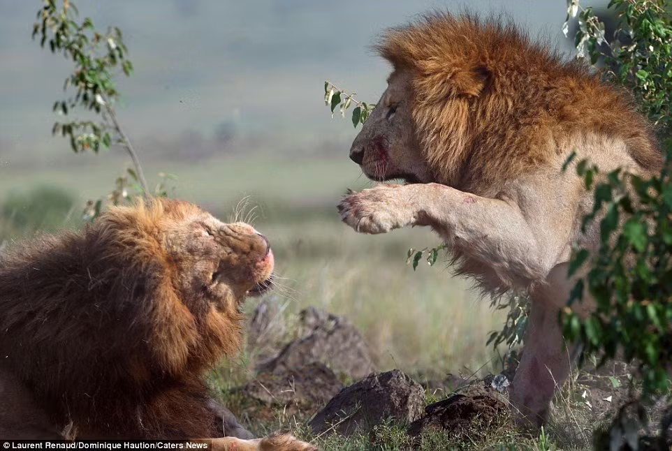 Mặc dù sư tử đực to lớn và mạnh mẽ hơn, nhưng nhiệm vụ săn mồi phần lớn do sư tử cái đảm nhiệm.