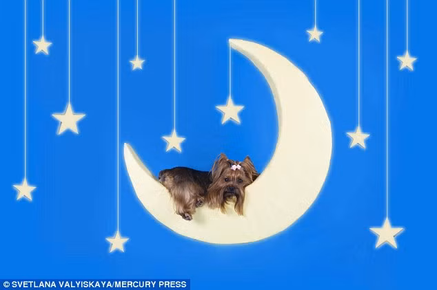 Nhiếp ảnh gia 27 tuổi cho biết rất khó để chụp động vật ở những tư thế như thế này.