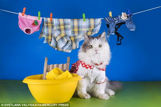 Mèo được chụp như thể vừa phơi xong một chậu quần áo.