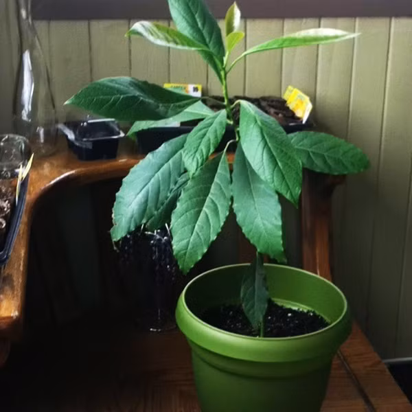 Cach trong cay bo tu hat sieu de-Hinh-9