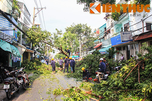 Sự việc nói trên xảy ra vào khoảng 14h ngày 3/10 trước số nhà 93 đường Hòa Hưng, phường 12, quận 10, TP HCM khiến nhiều người hoảng hốt. Cây Xà Cừ 13 năm tuổi bật gốc suýt đổ vào nhà người dân. Cây xà cừ 13 năm tuổi bị bật gốc đổ xuống đường sau cơn mưa lớn khiến giao thông qua khu vực đường Hòa Hưng bị ách tắc.