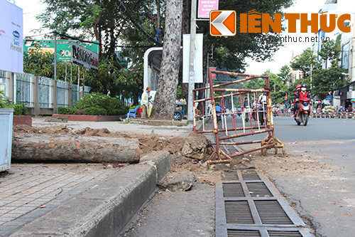 Bên dưới gốc cây có một đường cống thoát nước. Nhiều người cho rằng có thể đây chính là nguyên nhân khiến cây bị mất rễ không còn độ bám cứng vào lòng đất.