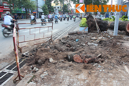 Gốc cây Dầu đổ ngã nằm phía ngoài cổng đã được cắt ngắn lại.