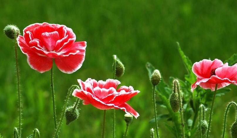 Ngay sinh Am lich ket thuc bang 3 so vang muoi, som giau sang