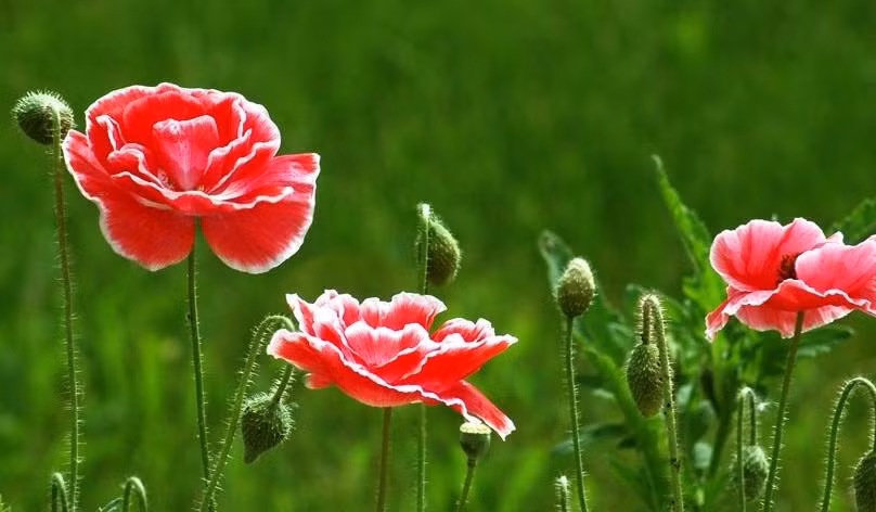 Ngay sinh Am lich ket thuc bang 3 so vang muoi, som giau sang