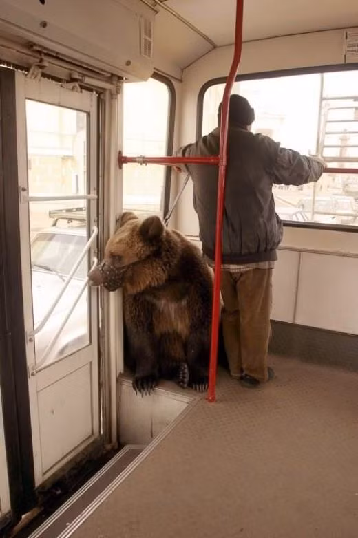 Lâu lắm mới được ông chủ cho đi dạo.