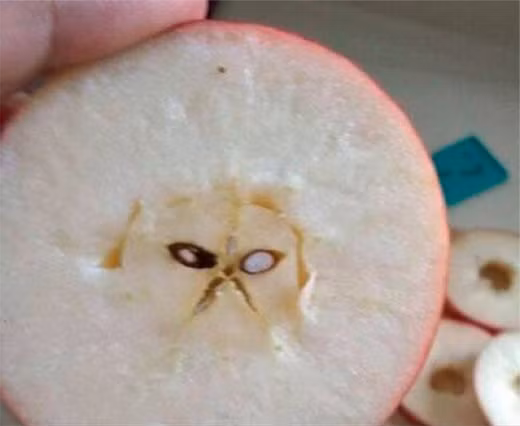 Khuôn mặt của chú mèo.