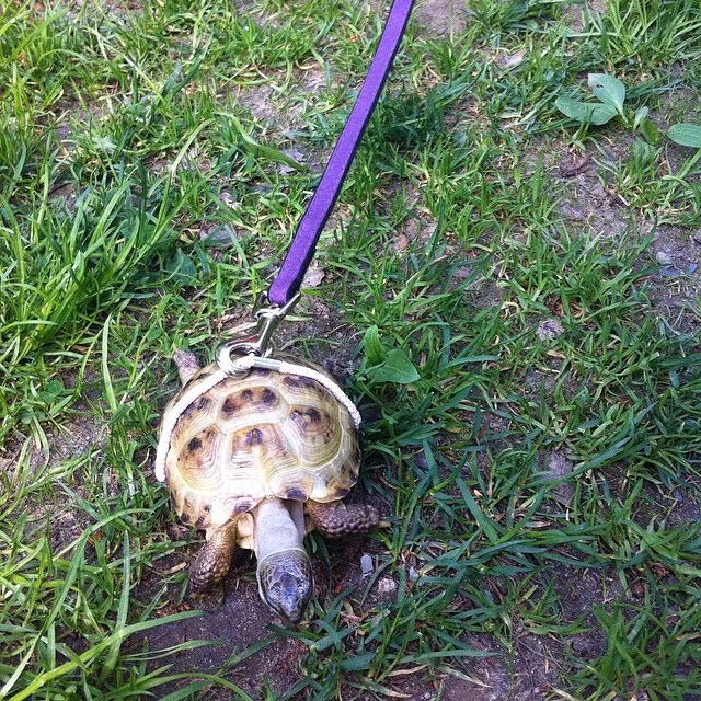 Dắt rùa đi dạo.