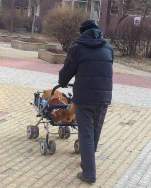 Dẫn cún đi dạo.