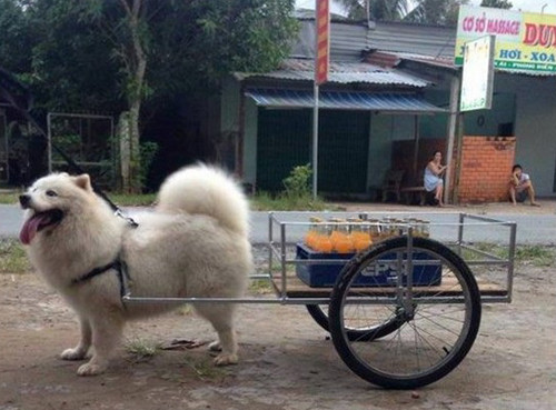 Thú cưng cũng tham gia vận chuyển.