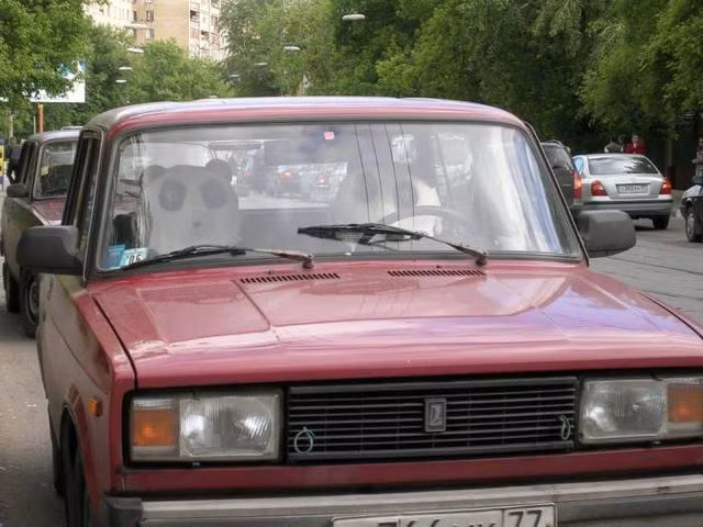 Gấu lái xe đi dạo.