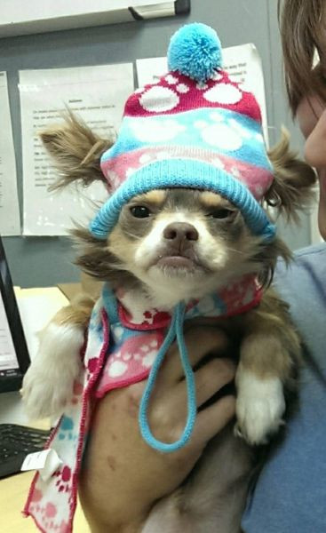 Mùa đông không lạnh.