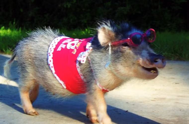 Style ngôi sao Hollywood khi dạo chơi.