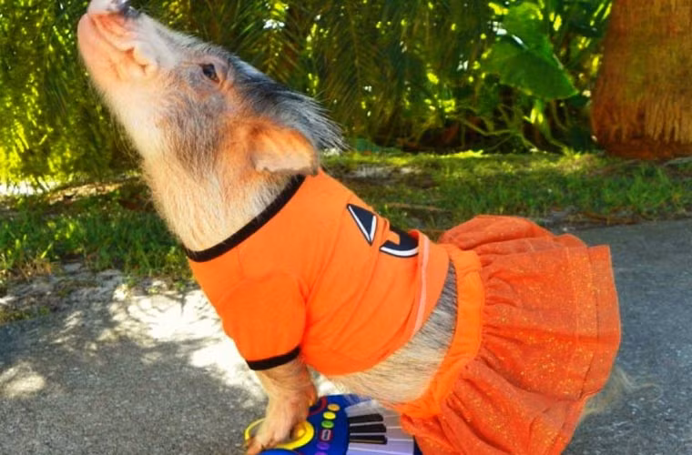 Nàng lợn tài sắc hút hồn dân mạng không chỉ vì tài đàn mà còn cả vẻ sành điệu trong ăn mặc.