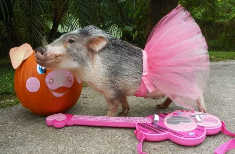 Nàng Thimble trông thật lộng lẫy trong bộ váy công chúa màu hồng.