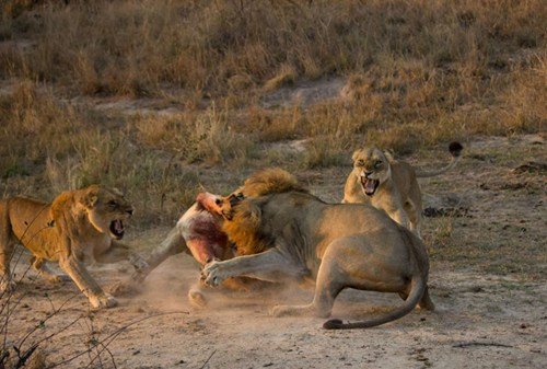 Trong suốt cuộc đời, những trận ẩu đả như trên đã trở thành chuyện thường kỳ của loài sư tử.