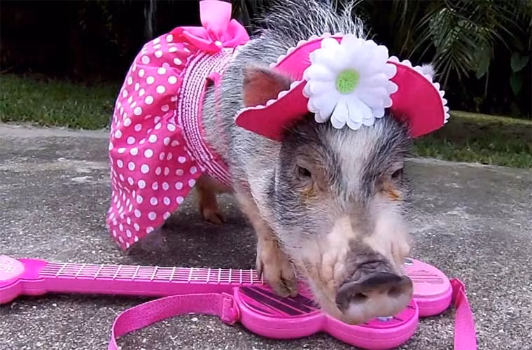 Ăn diện thế này liệu có hơi quá không nhỉ?