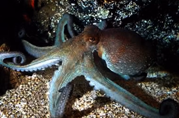 Nghiên cứu mới khẳng định rằng hành vi ăn thịt đồng loại cũng xảy ra ở cộng đồng bạch tuộc sống ở vùng Đông Bắc Đại Tây Dương, và hành vi đang lan rộng khắp khu vực phân bố của loài bạch tuộc O. vulgaris.