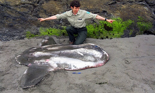 Xác cá mặt trời được phát hiện tại công viên Cape Disappointment State.