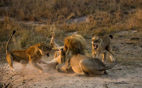 Kết thúc cuộc chiến, sư tử đực vui mừng hò reo chiến thắng cùng gia đình.