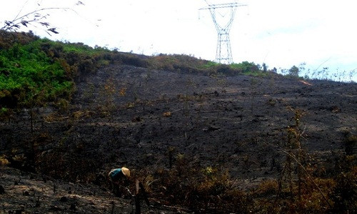Khu vực rừng vừa đốt thực bì gây ra sự cố điện cho đường dây 500kV tại xã Hải Sơn - Ảnh: Quốc Nam